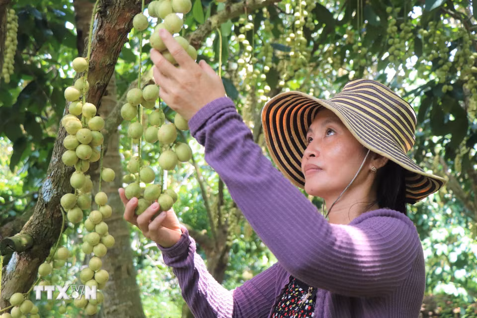 Gia đình chị Lê Ngọc Bích hiện là một trong số ít hộ còn trồng dâu Hạ Châu ở xã Nhơn Ái. (Ảnh: Thu Hiền/TTXVN)