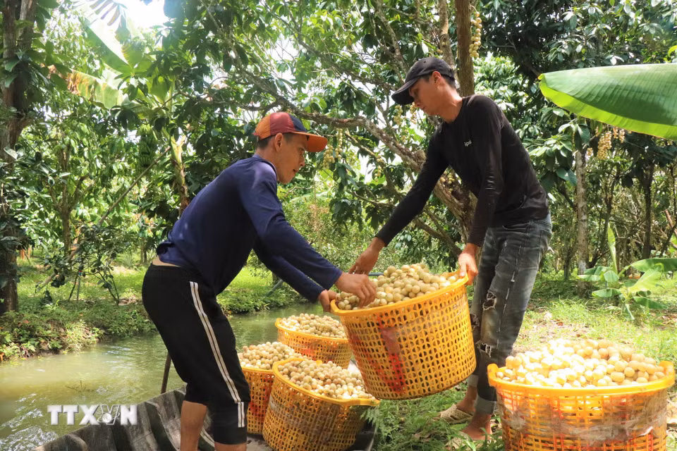 Thời gian qua, dâu Hạ Châu không chỉ được tiêu thụ mạnh tại thành phố mà còn được người tiêu dùng tại nhiều tỉnh, thành trong nước ưa chuộng. (Ảnh: Thu Hiền/TTXVN)