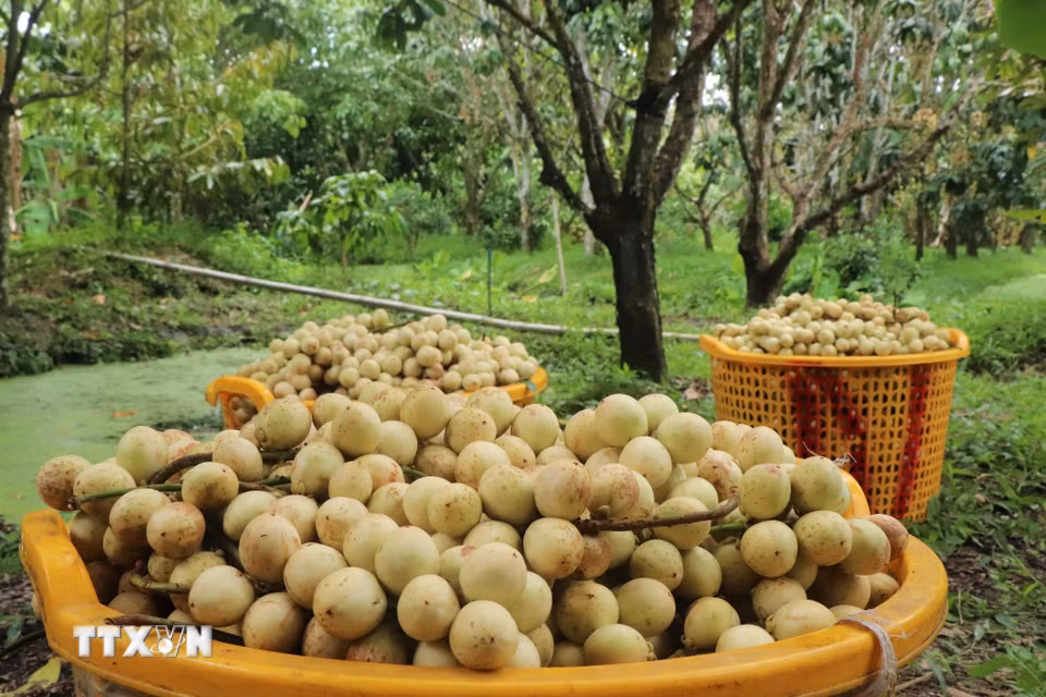 Dâu Hạ Châu cho năng suất khoảng 2-2,5 tấn/1.000m2 tùy năm tuổi của cây. (Ảnh: Thu Hiền/TTXVN)