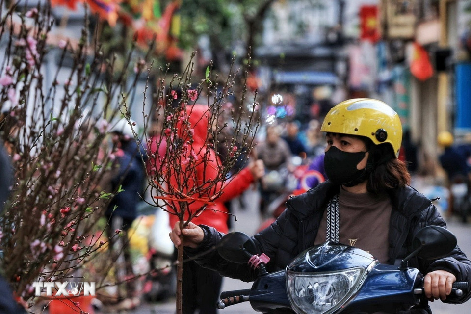 Người dân lựa chọn cành đào đem về cắm trong gia đình trong những ngày Tết cổ truyền. (Ảnh: Tuấn Anh/TTXVN)