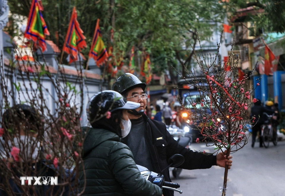 Một gia đình lựa chọn ưng ý một cành đào về chơi Tết. (Ảnh: Tuấn Anh/TTXVN)