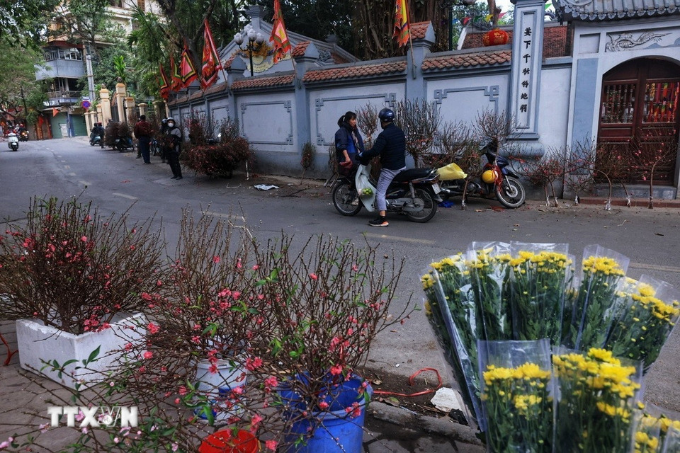 Hoa đào được bày bán trước cửa đình Khương Hạ, quận Thanh Xuân trong những ngày giáp Tết. (Ảnh: Tuấn Anh/TTXVN)