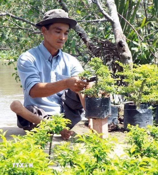 Anh Trần Văn Phú, xã Vĩnh Hòa, huyện Chợ Lách, tỉnh Bến Tre bị teo liệt bẩm sinh cả 2 chân, phải vận động bằng đầu gối do di chứng chất độc da cam/dioxin từ cha mẹ là dân thường, sinh sống trong vùng bị rải chất độc hóa học. Vượt lên nỗi đau, anh nỗ lực luyện tập, học nghề trồng cây giống, hoa cảnh, mở dịch vụ buôn bán nhỏ tại nhà, có thu nhập ổn định (2010). (Ảnh: Dương Ngọc/TTXVN)