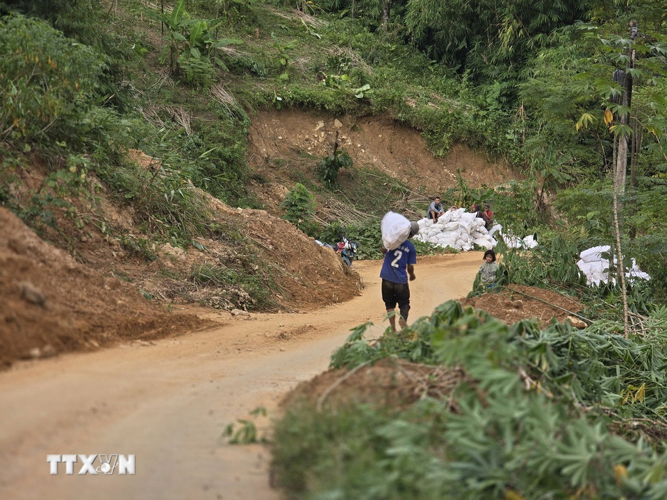 Người dân xã Trà Linh (thành phố Đà Nẵng) khẩn trương thu hoạch diện tích mì còn sót lại bên cạnh điểm sạt lở. (Ảnh: Khoa Chương/TTXVN)
