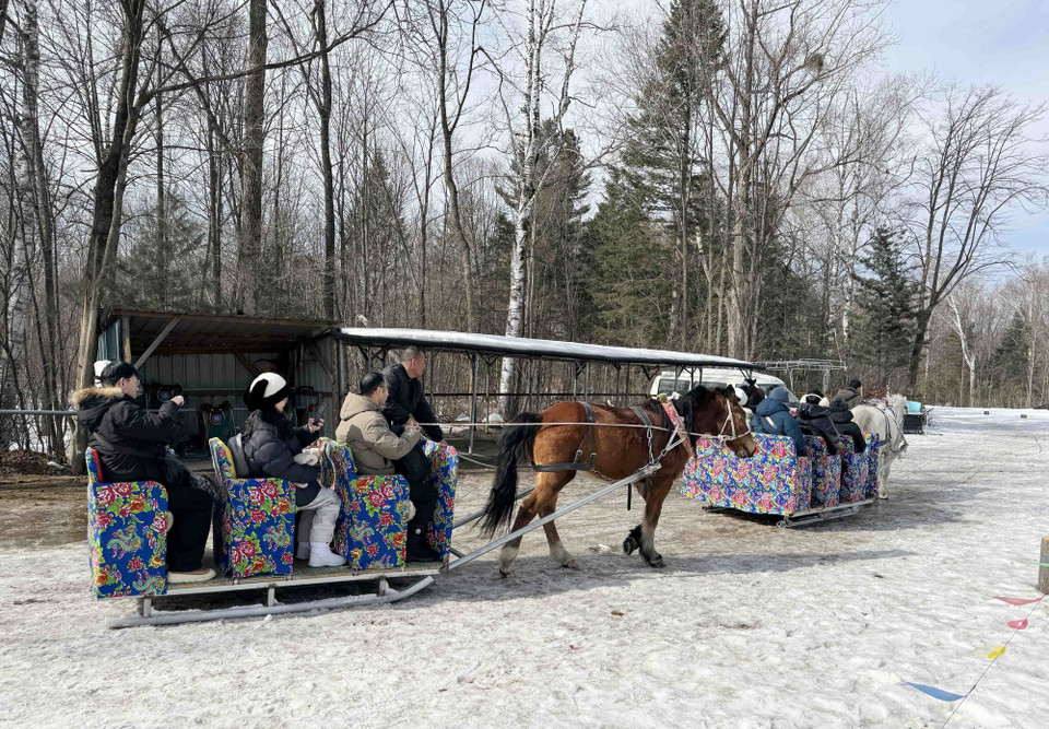 Du khách ngồi xe ngựa ngắm cảnh tuyết trắng trong các khu rừng thông tại Trường Bạch Sơn. (Ảnh: Công Tuyên/TTXVN)
