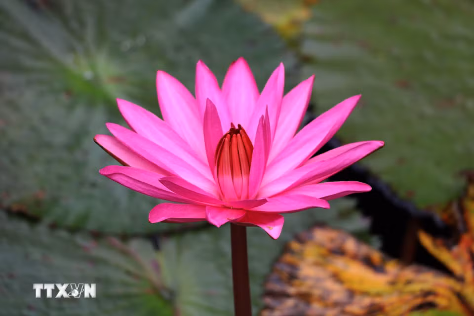 Dưới ánh nắng sớm, từng cánh hoa bung nở trên mặt sông làm nên một không gian vừa bình yên vừa quyến rũ. (Ảnh: Thùy Dung/TTXVN)