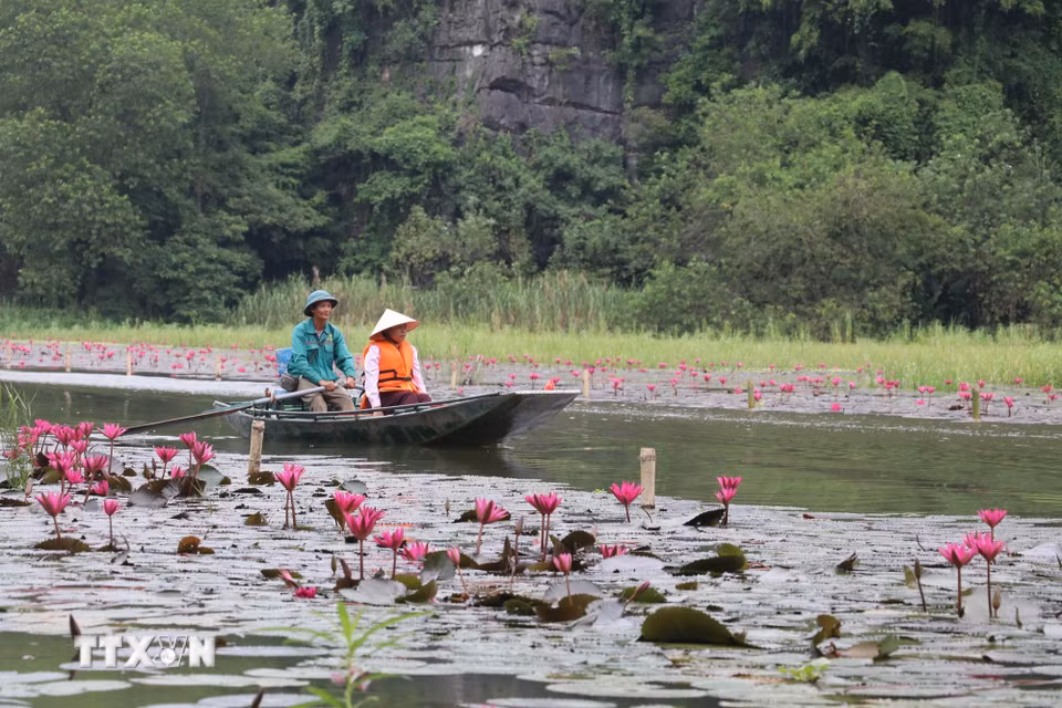 Ngồi thuyền xuôi theo dòng sông, du khách được ngắm những bông hoa khoe sắc và lưu giữ những khoảnh khắc bình yên nơi miền di sản. (Ảnh: Thùy Dung/TTXVN)