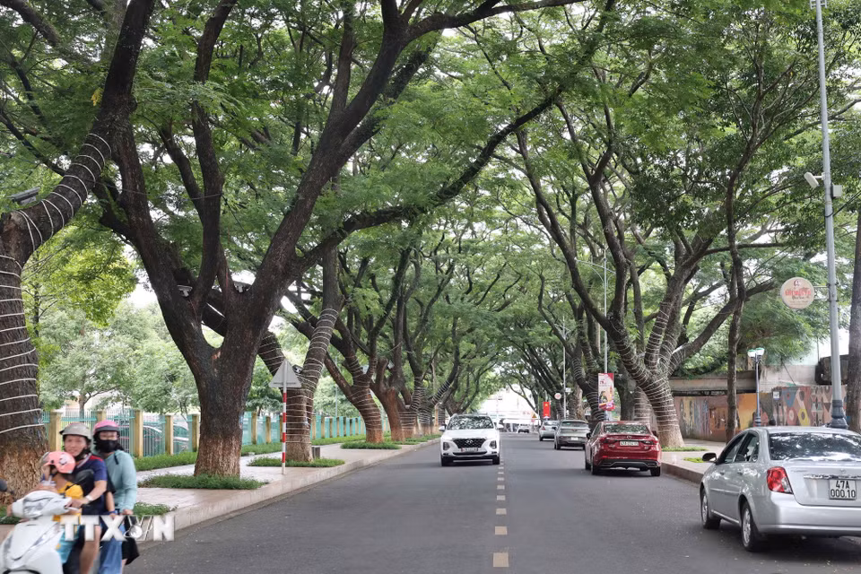 Những tuyến đường rợp bóng cây xanh cổ thụ tại Buôn Ma Thuột. (Ảnh: Kha Phạm/TTXVN)