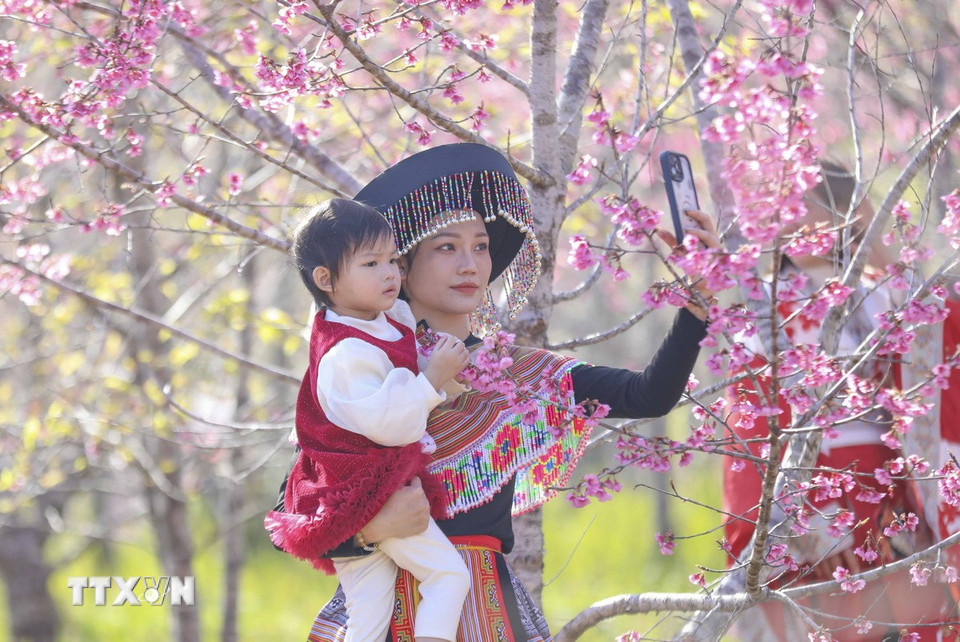 Du khách chụp ảnh check in với hoa anh đào. (Ảnh: Xuân Tư/TTXVN)