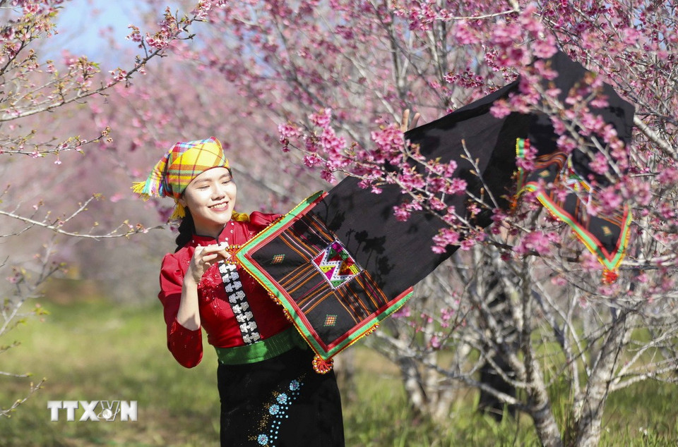 Du khách chụp ảnh check in với hoa anh đào. (Ảnh: Xuân Tư/TTXVN)