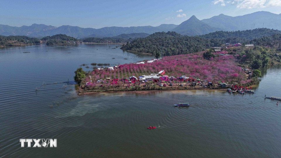 Đảo hoa anh đào bung nở rực rỡ giữa hồ Pá Khoang. (Ảnh: Xuân Tư/TTXVN)
