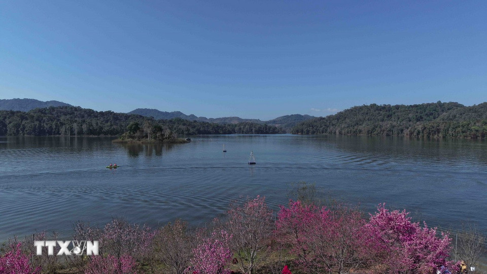 Hoa anh đào bung nở soi bóng hồ Pá Khoang. (Ảnh: Xuân Tư/TTXVN)