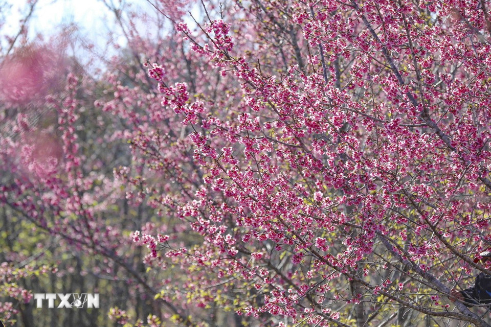 Hoa anh đào bung nở rực rỡ tại đảo hoa. (Ảnh: Xuân Tư/ TTXVN)
