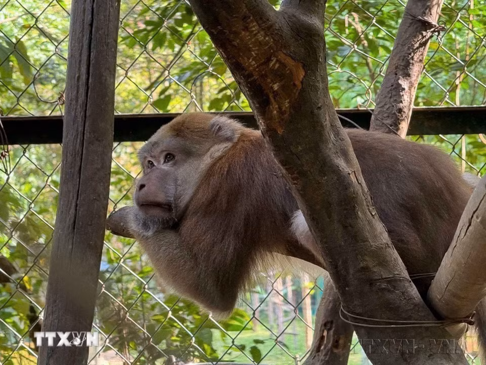 Một cá thể khỉ mốc (Macaca assamensis) tại khu vực Phong Nha-Kẻ Bàng, là loài linh trưởng có tên trong Sách đỏ Việt Nam, phân bố chủ yếu trong các khu rừng nhiệt đới còn tương đối nguyên vẹn. (Ảnh: Kha Phạm/TTXVN)