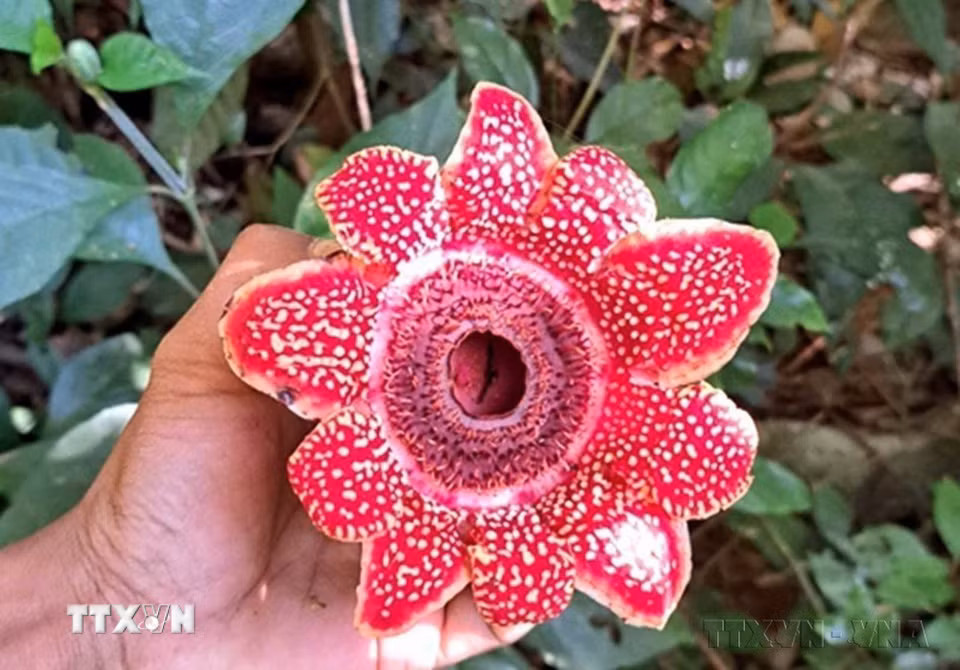 Phát hiện loài hoa quý hiếm Địa nhãn Himalaya trong rừng Phong Nha-Kẻ Bàng (Quảng Trị). Đây là loài thực vật ký sinh hoàn toàn thuộc họ Vi tháp (Rafflesiaceae), nổi bật với cấu trúc hoa lớn và hình thái đặc biệt; cây không có diệp lục, lá hay thân thật để quang hợp mà sống ký sinh trên rễ cây chủ. (Ảnh: TTXVN phát)