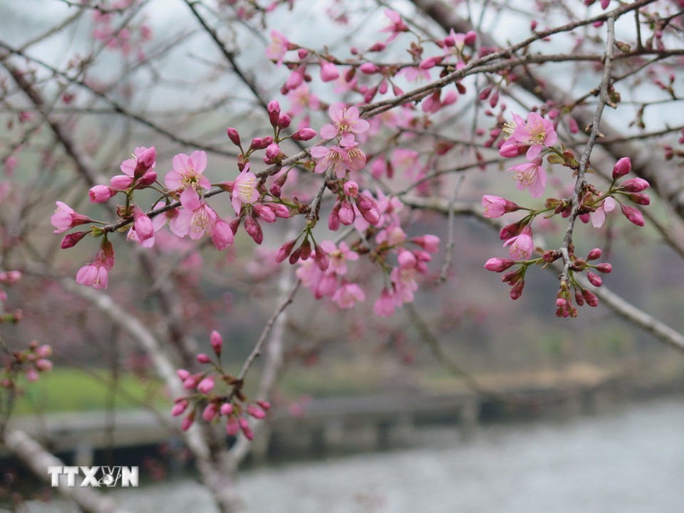 Với bông to, nở dày đều đã tạo nên một mùa hoa mai anh đào đẹp, giúp thị trấn Măng Đen “khoác” lên mình màu áo mới. (Ảnh: Dư Toán/TTXVN)