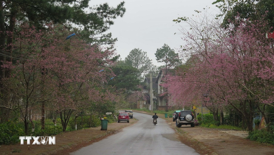 Những con đường phủ đầy hoa hoa mai anh đào ở Măng Đen. (Ảnh: Dư Toán/TTXVN)