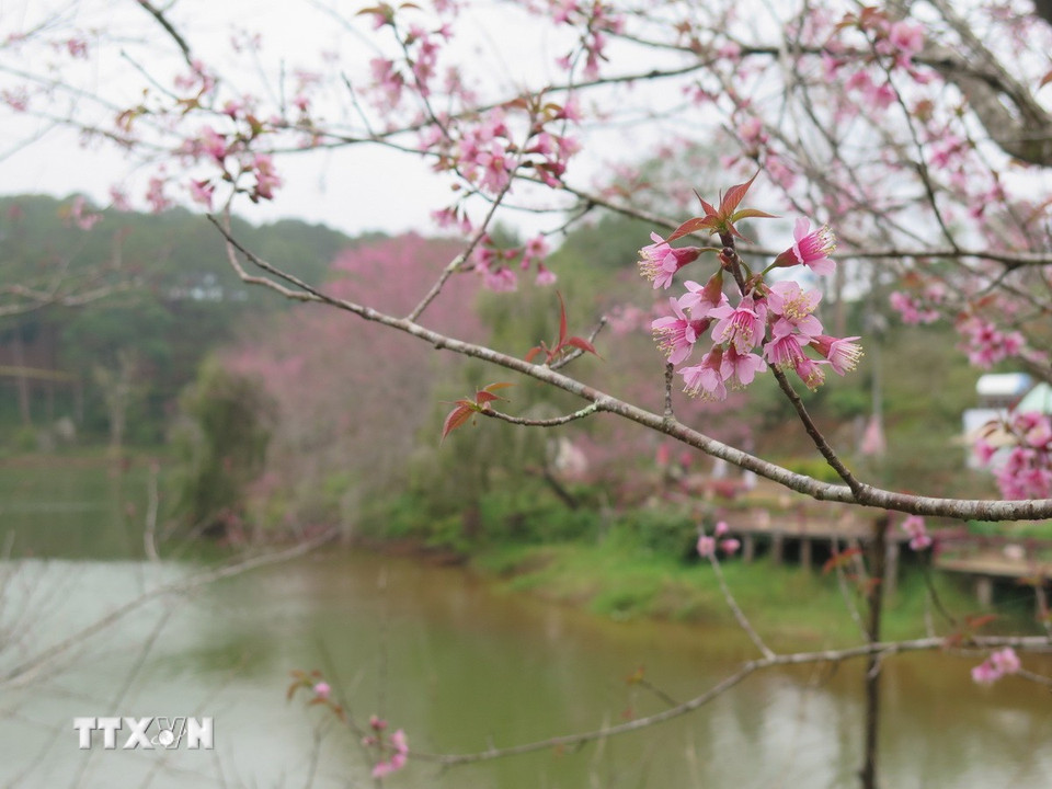 Hoa mai anh đào tại Măng Đen năm nay được đánh giá đẹp hơn so với các năm trước. (Ảnh: Dư Toán/TTXVN)