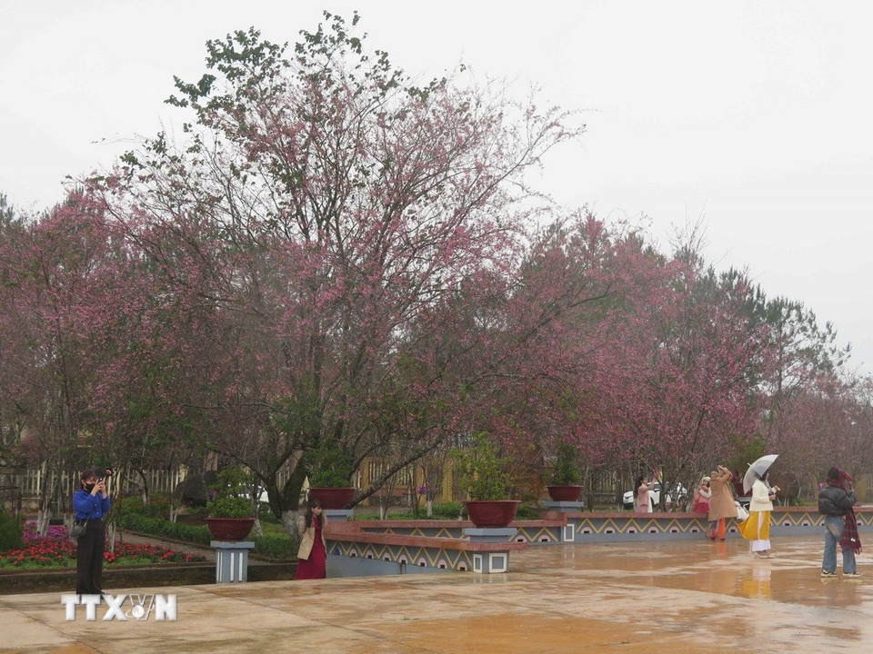 Hoa mai anh đào nở rộ ở quảng trường thị trấn Măng Đen thu hút du khách đến tham quan. (Ảnh: Dư Toán/ TTXVN)