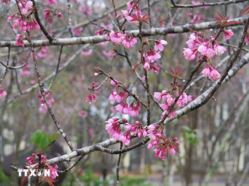 Hoa mai anh đào còn đọng sương sớm tạo thêm vẻ đẹp riêng cho Măng Đen. (Ảnh: Dư Toán/TTXVN)