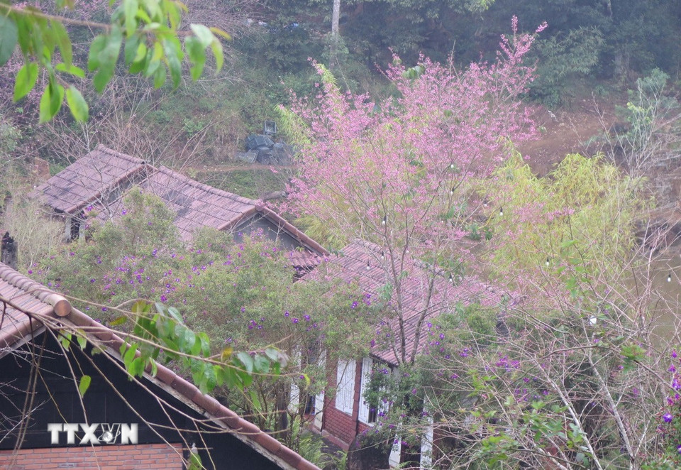 Mai anh đào nở rộ tại hồ Đam Bri. (Ảnh: Dư Toán/TTXVN)