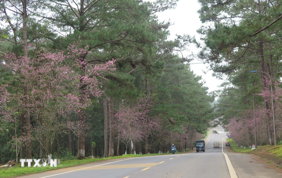 Những ngày giữa tháng Chạp, hoa mai anh đào tại thị trấn Măng Đen, huyện Kon Plông, tỉnh Kon Tum, bắt đầu nở rộ. (Ảnh: Dư Toán/TTXVN)