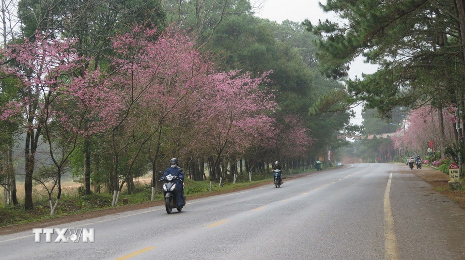 Dự kiến, hoa sẽ tiếp tục nở rộ trong thời gian từ nay đến giáp Tết Nguyên đán Ất Tỵ để du khách có thể tham quan, thưởng lãm. (Ảnh: Dư Toán/TTXVN)