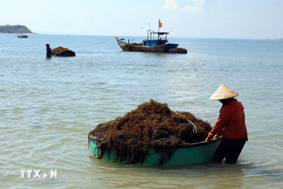 Người dân kéo những chiếc thuyền thúng chở đầy rong mơ vào bờ. (Ảnh: Đỗ Trưởng/ TTXVN)
