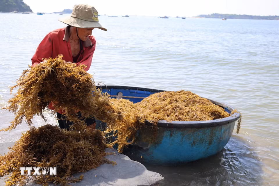 Người dân xã đảo Tam Hải vào vụ thu hoạch rong mơ ở vùng biển gần bờ. (Ảnh: Đỗ Trưởng/TTXVN)