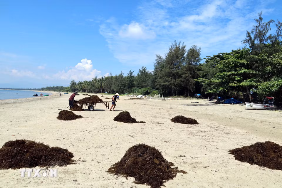 Người dân phơi rong mơ tươi ngay trên bãi cát ven biển. (Ảnh: Đỗ Trưởng/TTXVN)