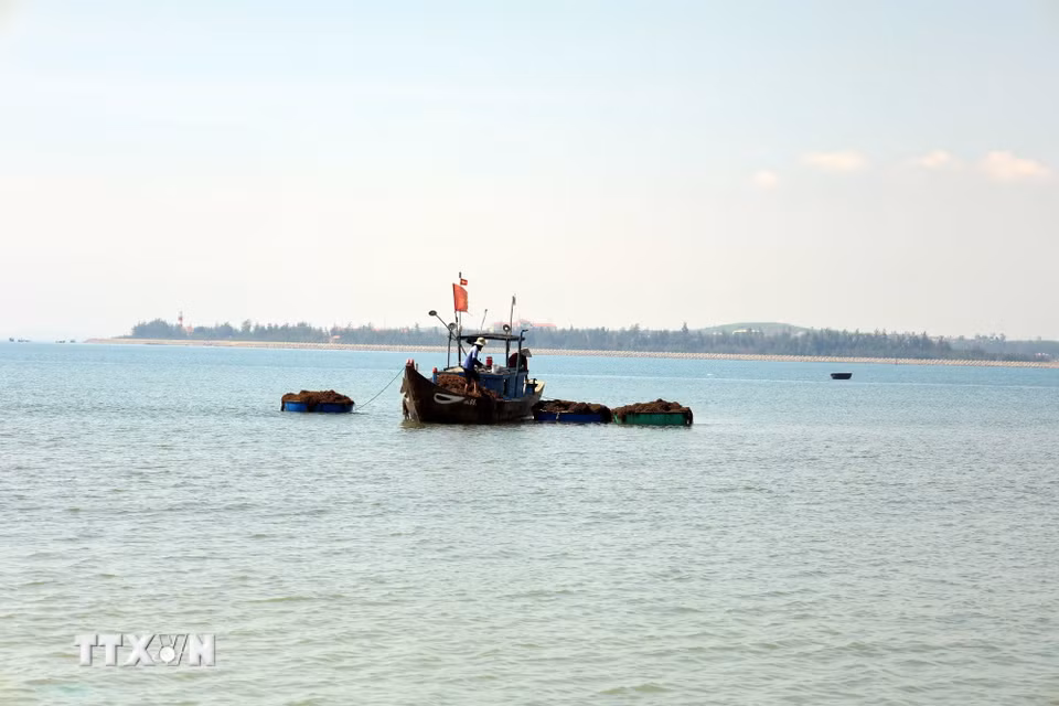Những chiếc thuyền khai thác rong mơ của người dân trên xã đảo Tam Hải. (Ảnh: Đỗ Trưởng/TTXVN)
