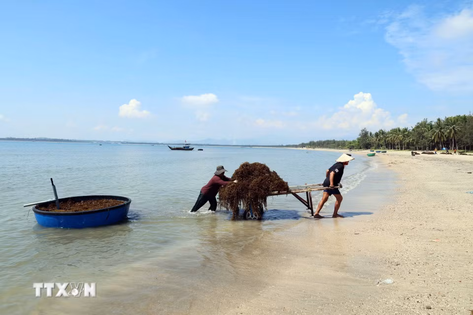 Người dân vận chuyển rong mơ lên bãi biển để phơi khô. (Ảnh: Đỗ Trưởng/TTXVN)