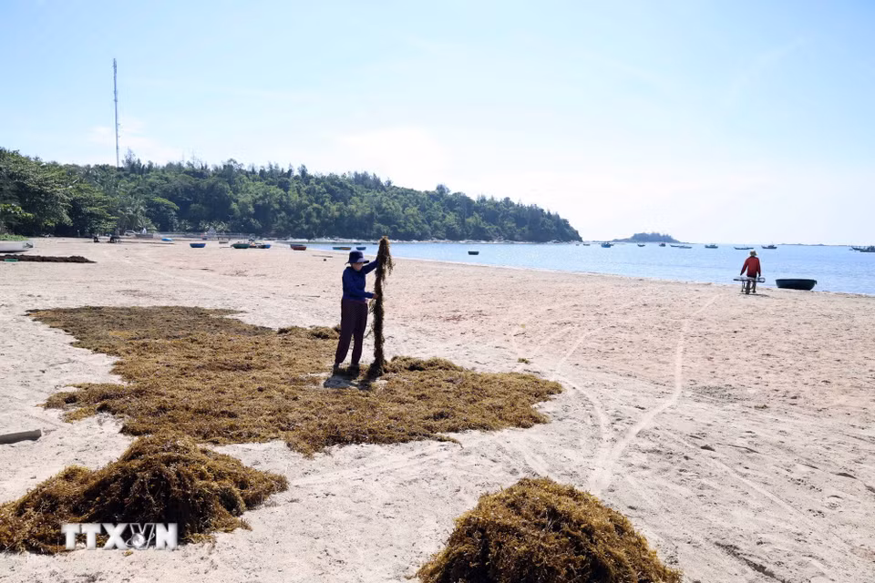 Người dân phơi rong mơ tươi ngay trên bãi cát ven biển. (Ảnh: Đỗ Trưởng/TTXVN)