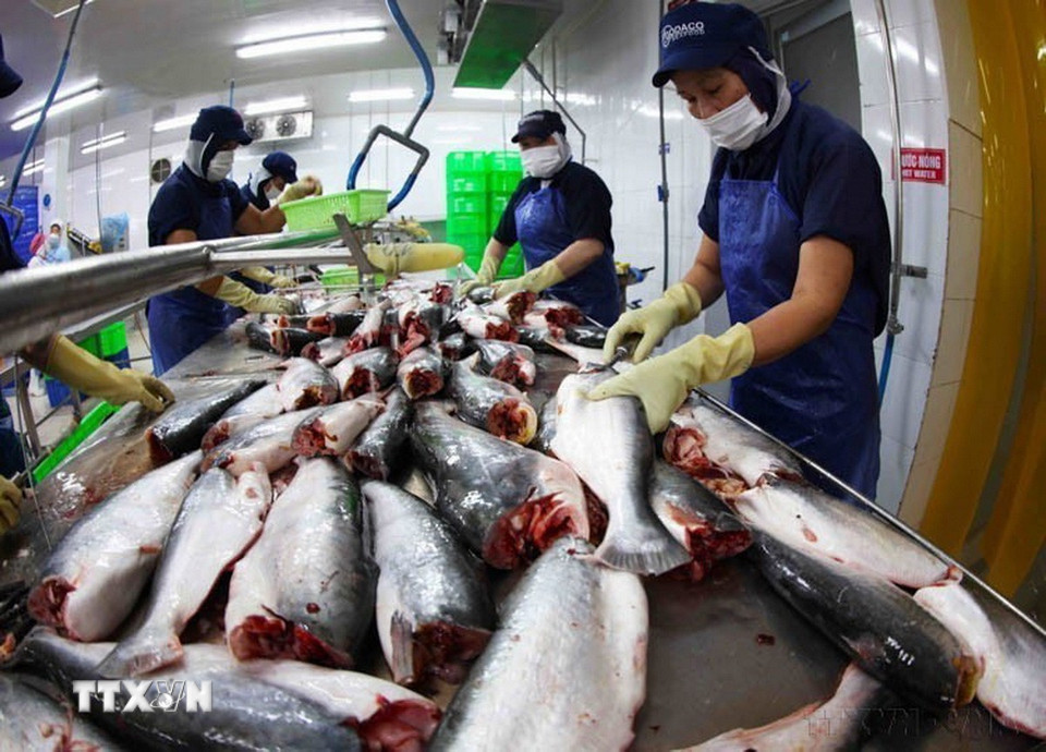 Công nhân chế biến cá tra nguyên con xuất khẩu ở nhà máy của Công ty CP Chế biến thủy sản Gò Đàng khu công nghiệp Mỹ Tho, thành phố Mỹ Tho, tỉnh Tiền Giang. (Ảnh: Vũ Sinh/TTXVN)