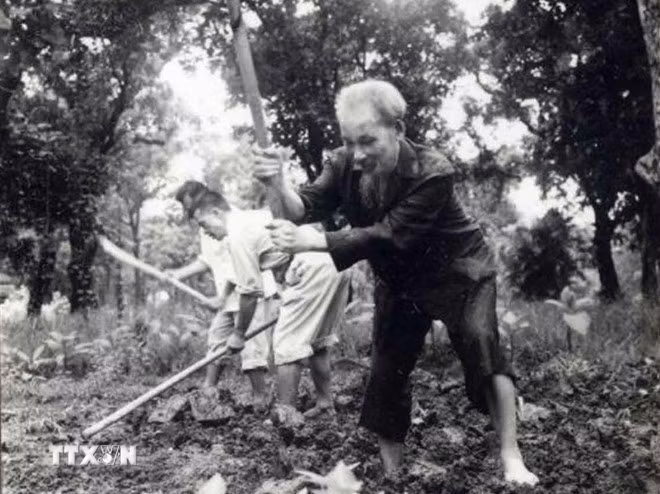 Là một người yêu lao động, khuyến khích lao động trong mọi hoàn cảnh, Bác Hồ cuốc đất, trồng rau trong vườn Phủ Chủ tịch (năm 1957). (Ảnh: Tư liệu/TTXVN phát)