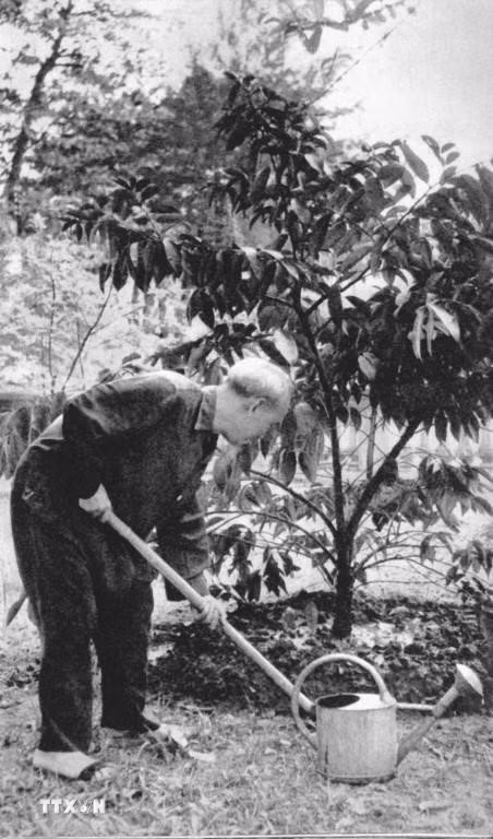Cây vú sữa của đồng bào miền Nam gửi tặng được Bác Hồ trồng và chăm sóc hằng ngày ngay gần bờ ao, bên cạnh ngôi nhà 54, nơi Bác ở 4 năm đầu tiên trong Khu Phủ Chủ tịch. Tháng 5/1958, khi chuyển sang sống và làm việc tại ngôi Nhà sàn, Bác đã đề nghị chuyển cây vú sữa trồng ở phía sau nhà sàn để Bác chăm sóc được thuận tiện hơn, dường như Bác muốn cây vú sữa miền Nam luôn ở gần bên Bác. Hằng ngày, làm việc tại Nhà sàn, Bác vẫn nhìn thấy cây vú sữa để hình ảnh miền Nam luôn trong trái tim Người. (Ảnh: Tư liệu TTXVN)