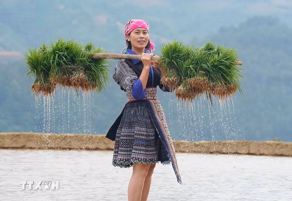 Mùa nước đổ cũng là thời điểm người dân Mù Cang Chải bận rộn bắt đầu vào vụ lúa mới. (Ảnh: Khánh Hòa/TTXVN)