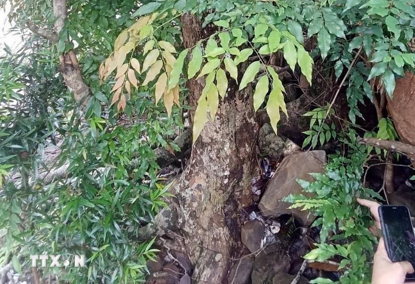 Cây Mán đĩa mọc rải rác trong rừng ở nhiều nơi trong tỉnh Quảng Trị. (Ảnh: TTXN phát)