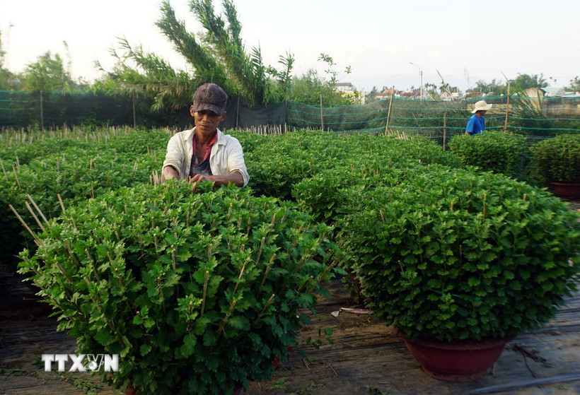 Người dân làng hoa Bình Lâm chăm sóc hoa cung ứng cho thị trường Tết Nguyên đán Bính Ngọ 2026. (Ảnh: Trịnh Bang Nhiệm/TTXVN)