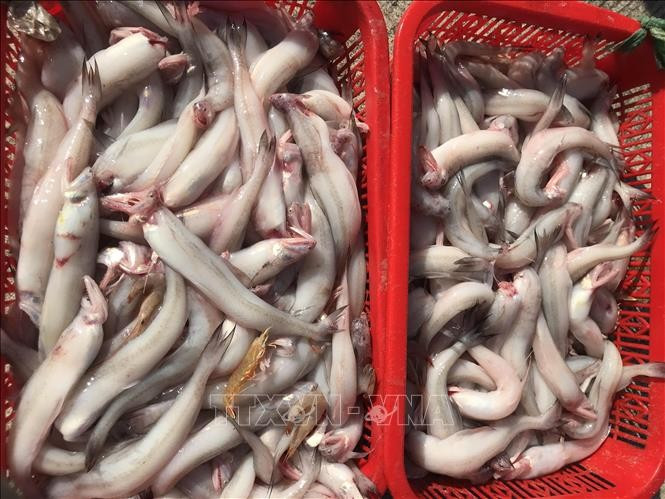 (Ảnh minh họa: Thanh Thủy/TTXVN)