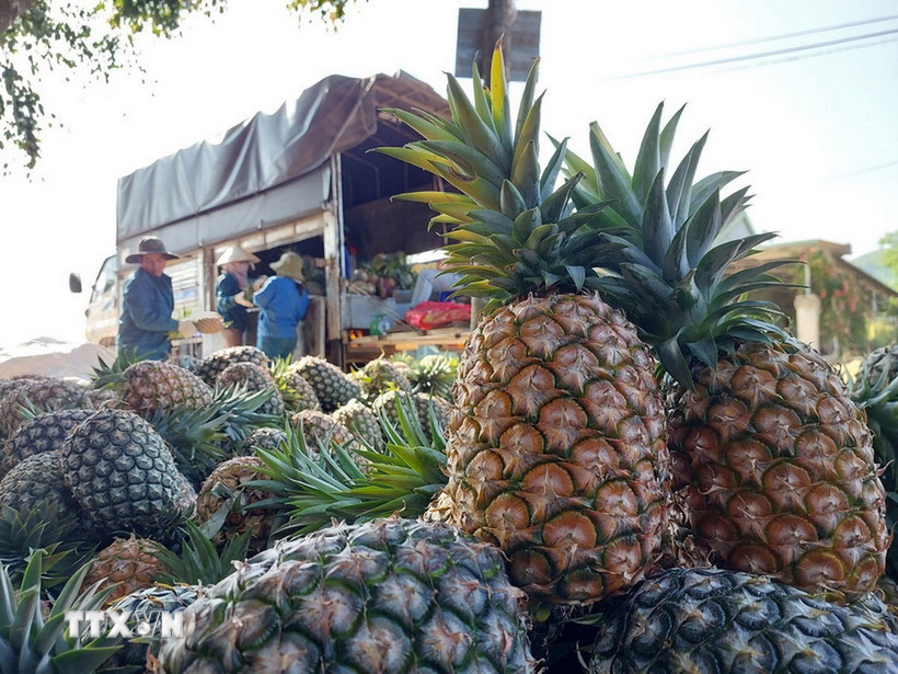 Người dân thu hoạch dứa bán cho thương lái. (Ảnh: Tuấn Anh/TTXVN)