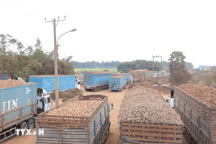Hàng trăm xe chở sắn tươi ùn ứ tại Cửa khẩu Chàng Riệc. (Ảnh: Thanh Tân/TTXVN)