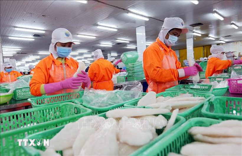 Chế biến thủy sản xuất khẩu tại Công ty TNHH MTV Ấn Độ Dương tại KCN Thốt Nốt (Cần Thơ). (Ảnh: Danh Lam/TTXVN)