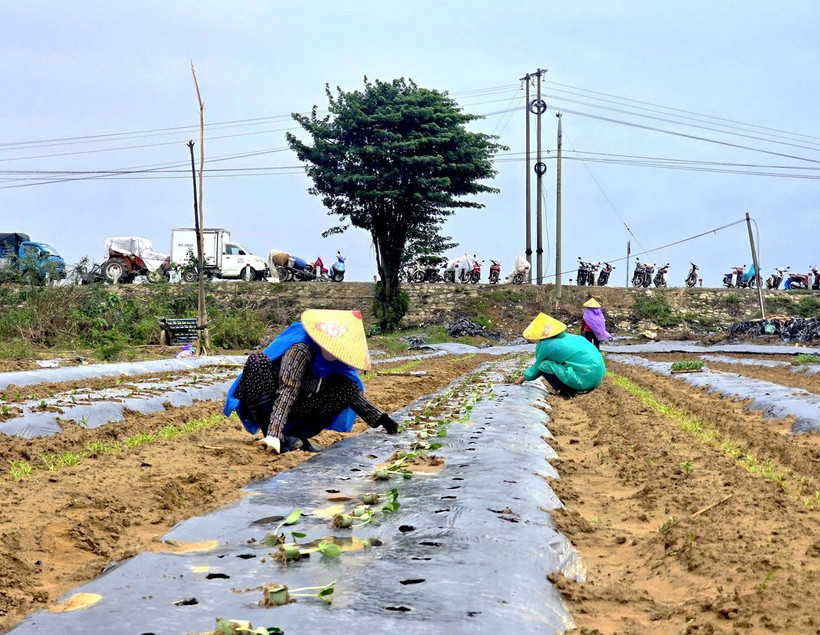 Người trồng rau xanh ở vùng chuyên sản xuất rau chuyên canh Bàu Tròn, xã Đại Lộc, thành phố Đà Nẵng xuống giống khôi phục sản xuất. (Ảnh: Khoa Chương/TTXVN)