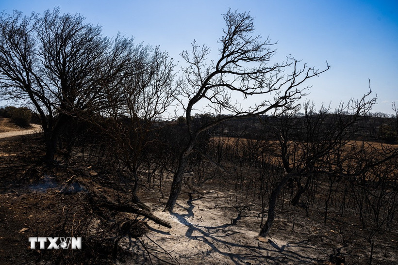 Cây cối bị thiêu rụi do cháy rừng tại Lleida, Tây Ban Nha ngày 2/7/2025. (Ảnh: THX/TTXVN)