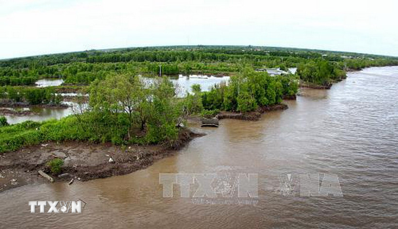 Tuyến rừng trên sông Cửa Lớn bị sạt lở. (Ảnh: Huỳnh Thế Anh/TTXVN)