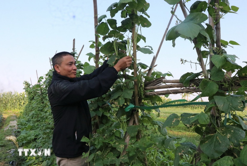 Người dân xã Tam Giang, tỉnh Bắc Ninh tích cực trồng cây vụ Đông với mong muốn mở rộng trồng cây vụ Đông bù đắp vụ mùa ngập lụt. (Ảnh: Thái Hùng/TTXVN)