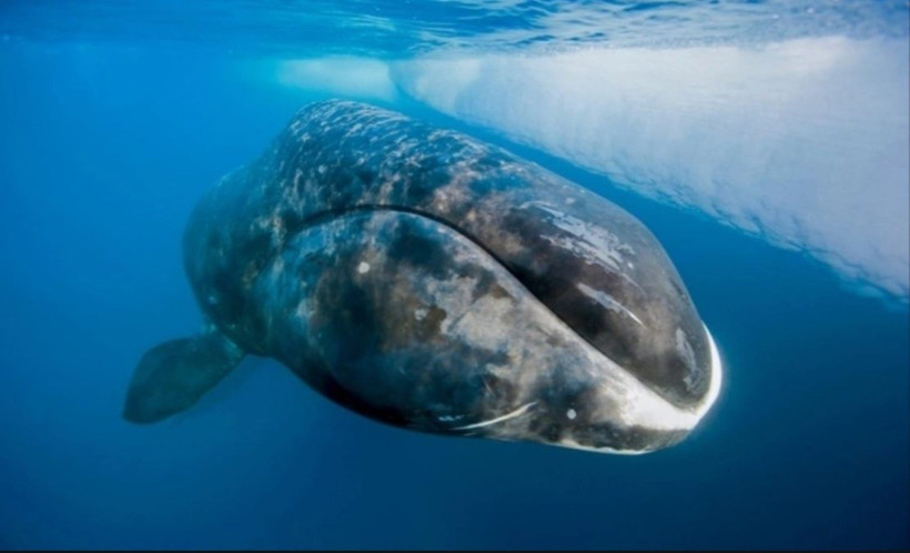 Cá voi đầu cong. (Ảnh: Paul Nicklen)