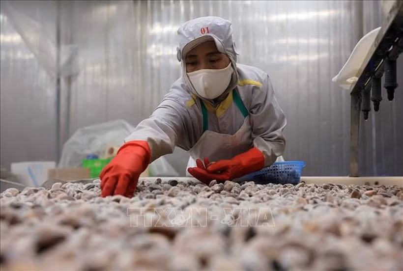 Chế biến ngao xuất khẩu tại nhà máy của Công ty cổ phần Xuất nhập khẩu thủy sản Thanh Hóa, tỉnh Thanh Hóa. (Ảnh: Lê Đông/TTXVN)