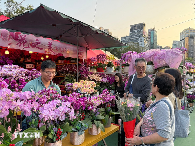 Người dân hào hứng đi chợ hoa Xuân sắm những cây hoa để mang lại may mắn cho cả năm. (Ảnh: Mạc Luyện/TTXVN)